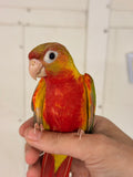 Dominant Red Green Cheek Conure