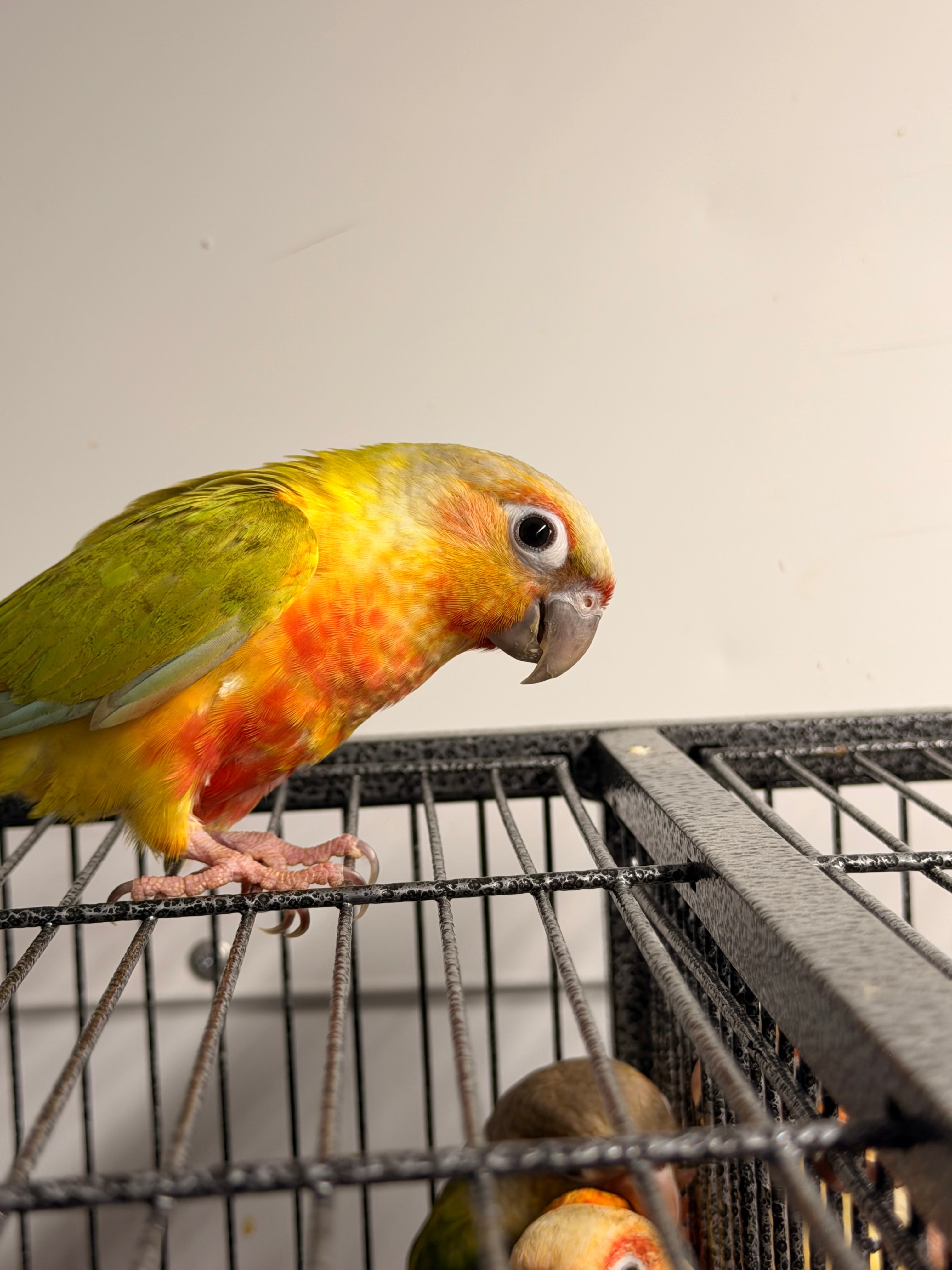 Green Cheek Discount & Shipping