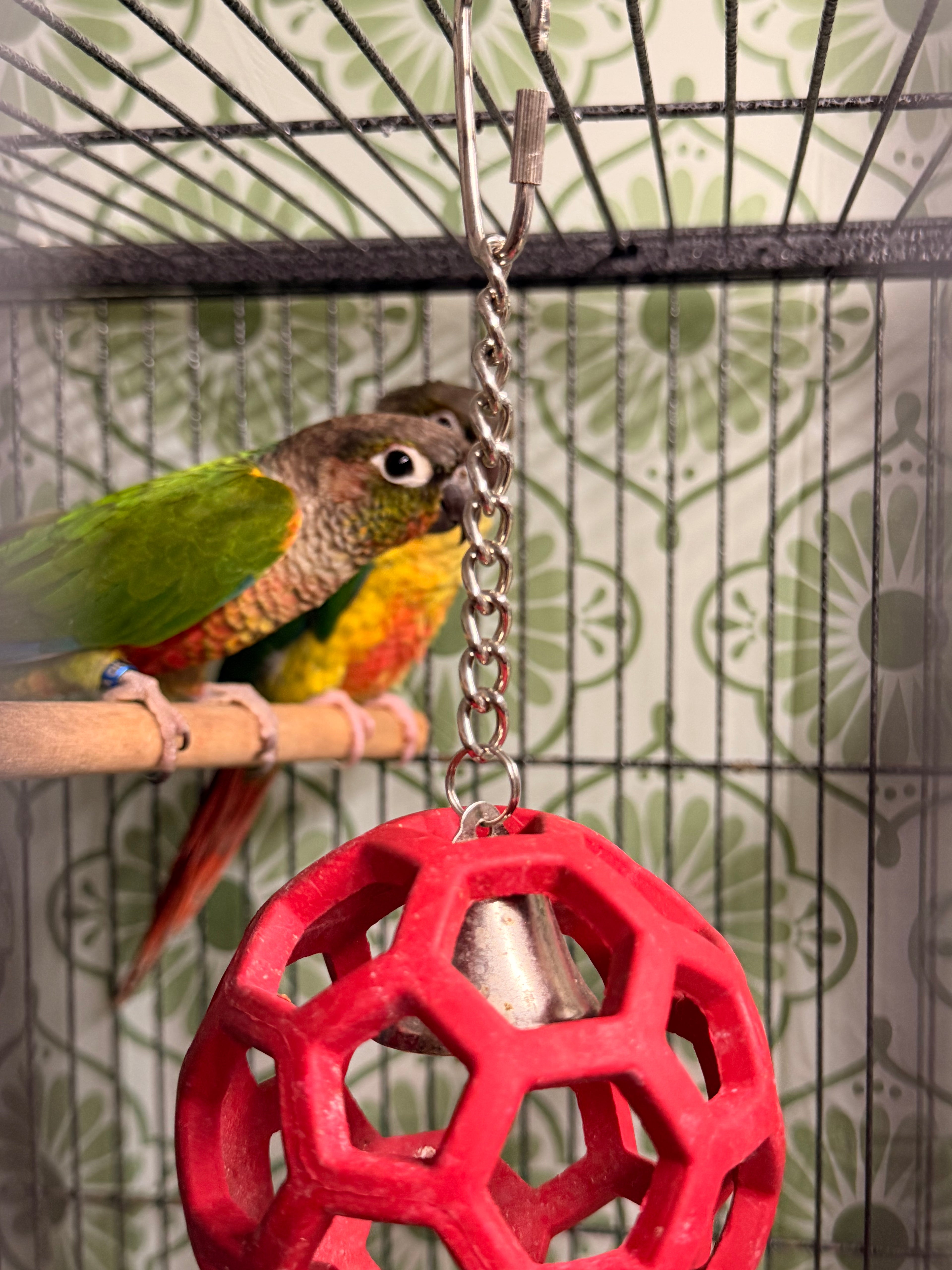 Green Cheek Discount & Shipping