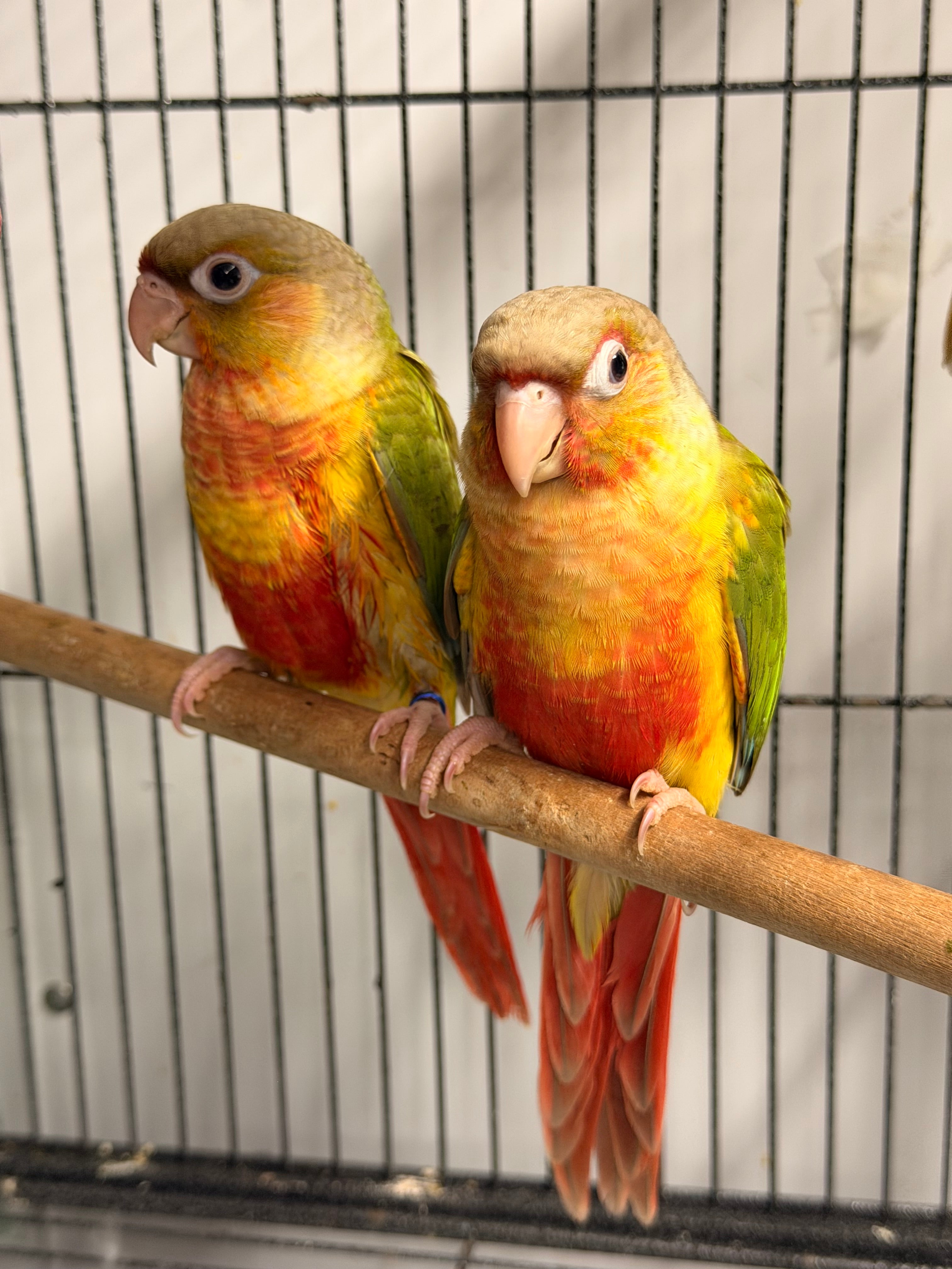 Green Cheek Discount & Shipping
